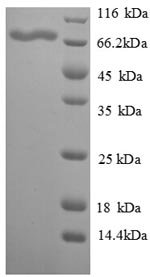 Recombinant Chicken Vitellogenin-2 (VTG2), partial