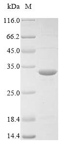 Recombinant Staphylococcus aureus Sensor protein kinase walK (walK), partial