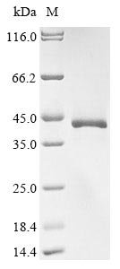Recombinant Mouse Protein Wnt-2 (Wnt2)