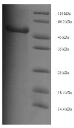 Recombinant Mouse Proto-oncogene Wnt-3 (Wnt3)
