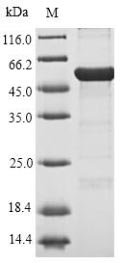 Recombinant Pseudomonas putida Metapyrocatechase (xylE)