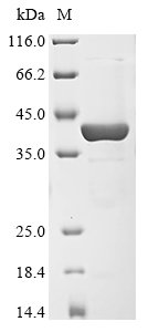 Recombinant Pseudomonas putida 2-hydroxymuconate semialdehyde hydrolase (xylF)