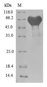 Recombinant Escherichia coli Uncharacterized protein YcbX (ycbX) (Active)