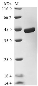 Recombinant Escherichia coli Lipopolysaccharide assembly protein B (yciM), partial