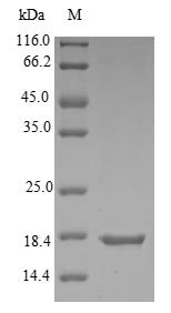 Recombinant Escherichia coli Protein yebF (yebF)