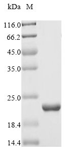 Recombinant Saccharomyces cerevisiae Nucleoside diphosphate kinase (YNK1), Saccharomyces cerevisiae (strain ATCC 204508 / S288c) (Baker's yeast), E.coli, N-terminal 6xHis-tagged, 21.2kDa, purity >85% as determined by SDS-PAGE.