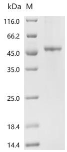Recombinant Human Metalloreductase STEAP2 (STEAP2) Protein, Homo sapiens (Human), in vitro E.coli expression system, C-terminal Twin-Strep-tagged, 59.1kDa, purity >85% as determined by SDS-PAGE.