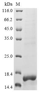 Recombinant Lassa virus RING finger protein Z (Z)