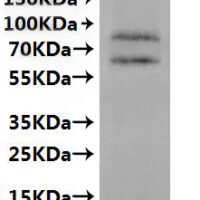 CSB-MP005390HU(A4) is detected by Mouse anti-6*His monoclonal antibody