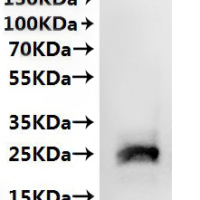 CSB-MP765711MO(A4) is detected by Mouse anti-6*His monoclonal antibody