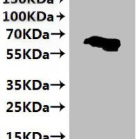 CSB-MP005508HU2 is detected by Mouse anti-6*His monoclonal antibody