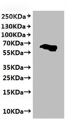 CSB-MP005508HU2 is detected by Mouse anti-6*His monoclonal antibody