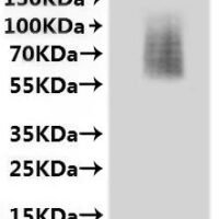 CSB-MP006253MO is detected by Mouse anti-6*His monoclonal antibody