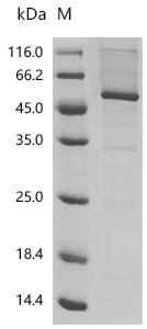Recombinant Drosophila melanogaster Gustatory receptor for sugar taste 64a (Gr64a) Protein, Drosophila melanogaster (Fruit fly), in vitro E.coli expression system, C-terminal 10xHis-tagged, 55.8kDa, purity >85% as determined by SDS-PAGE.