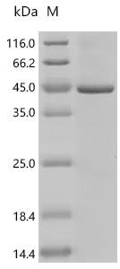 Recombinant Drosophila melanogaster Gustatory receptor for sugar taste 43a (Gr43a) Protein, Drosophila melanogaster (Fruit fly), in vitro E.coli expression system, C-terminal Twin-Strep-tagged, 50.6kDa, purity >85% as determined by SDS-PAGE.