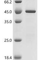 Recombinant Mouse Proton-activated chloride channel (Pacc1) Protein - BioCrest Sci