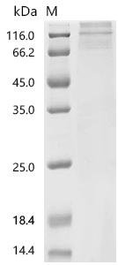 Recombinant Human CD44 antigen (CD44)-Detergent Protein, Homo sapiens (Human), Mammalian cell, N-terminal 10xHis-tagged and C-terminal Twin-Strep-tagged, 83.6kDa, purity >85% as determined by SDS-PAGE.