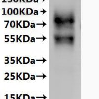 Recombinant Mouse G-protein coupled receptor 183 (Gpr183)-VLPs Protein - BioCrest Sci