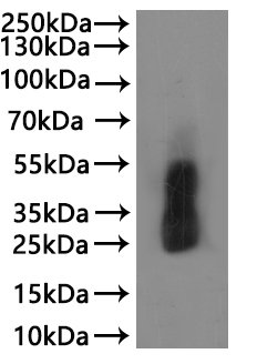 CSB-MP5839MOV is detected by Mouse anti-6*His monoclonal antibody.