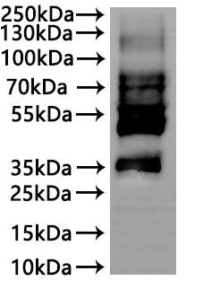 CSB-MP005678MO is detected by Mouse anti-6*His monoclonal antibody