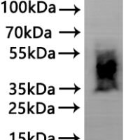 CSB-MP004415HU is detected by Mouse anti-6*His monoclonal antibody
