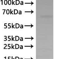 CSB-MP001046HU(A4) is detected by Mouse anti-6*His monoclonal antibody