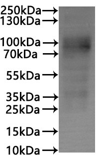 CSB-MP006255HUd7 is detected by Mouse anti-6*His monoclonal antibody