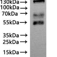 CSB-MP619082HU(A4) is detected by Mouse anti-6*His monoclonal antibody