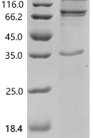 Recombinant Arabidopsis thaliana Protein HAPLESS 2 (HAP2) Protein - BioCrest Sci