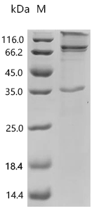 Recombinant Arabidopsis thaliana Protein HAPLESS 2 (HAP2) Protein, Arabidopsis thaliana (Mouse-ear cress), in vitro E.coli expression system, C-terminal 10xHis-tagged, 81.0kDa, purity >95% as determined by SDS-PAGE.