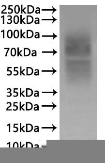 CSB-MP004846HU is detected by Mouse anti-6*His monoclonal antibody.