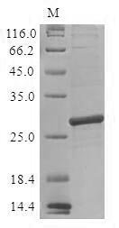 Recombinant Lactococcus lactis subsp. lactis Prolipoprotein diacylglyceryl transferase (lgt) Protein, Lactococcus lactis subsp. lactis (strain IL1403) (Streptococcus lactis), in vitro E.coli expression system, C-terminal 6xHis-tagged, 32.6kDa, purity >85% as determined by SDS-PAGE.
