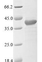 Recombinant Mouse Voltage-gated hydrogen channel 1 (Hvcn1) Protein - BioCrest Sci