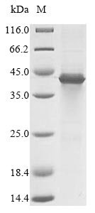 (Tris-Glycine gel) Discontinuous SDS-PAGE (reduced) with 5% enrichment gel and 15% separation gel.