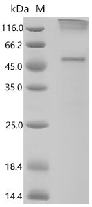 Recombinant Human Somatostatin receptor type 2 (SSTR2) Protein, in vitro E.coli expression system, N-terminal 10xHis-tagged and C-terminal Twin-Strep-tagged, 50.4kDa, purity >90% as determined by SDS-PAGE.