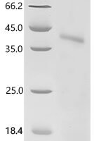 (Tris-Glycine gel) Discontinuous SDS-PAGE (reduced) with 5% enrichment gel and 15% separation gel.