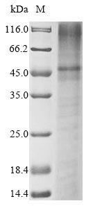 Recombinant Human Potassium channel subfamily K member 3 (KCNK3) Protein, Homo sapiens (Human), in vitro E.coli expression system, N-terminal 10xHis-tagged and C-terminal Myc-tagged, 50.5kDa, purity >85% as determined by SDS-PAGE.