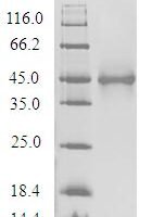 Recombinant Human Olfactory receptor 1A1 (OR1A1) Protein - BioCrest Sci