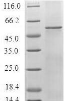 Recombinant Human 5-hydroxytryptamine receptor 1F (HTR1F) Protein - BioCrest Sci