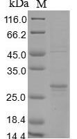 Recombinant Yersinia enterocolitica Outer membrane virulence protein YopE (yopE) Protein - BioCrest Sci