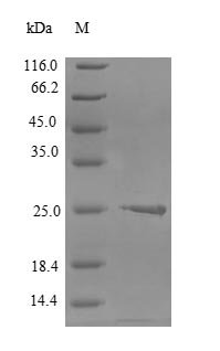 Recombinant Human Claudin-6 (CLDN6), partial Protein - BioCrest Sci