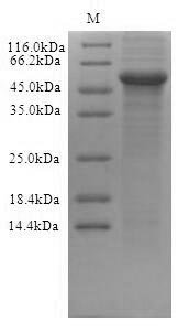 Recombinant Human Protein cereblon (CRBN) Protein, Homo sapiens(Human), in vitro E.coli expression system, C-terminal 6xHis-tagged, 51.2kDa, purity >90% as determined by SDS-PAGE.