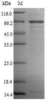 Recombinant Human Protein cereblon (CRBN) Protein - BioCrest Sci
