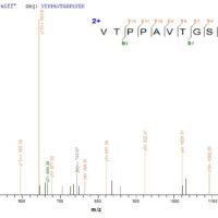 Recombinant Human Microsomal glutathione S-transferase 2 (MGST2) Protein - BioCrest Sci