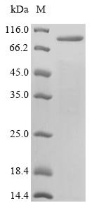 Recombinant Varicella-zoster virus Envelope glycoprotein E (gE) Protein, Varicella-zoster virus (strain Dumas) (HHV-3) (Human herpesvirus 3), in vitro E.coli expression system, N-terminal 10xHis-SUMO-tagged, 85.4kDa, purity >85% as determined by SDS-PAGE.