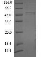 Recombinant Rice Os03g0263600 protein (Os03g0263600) Protein - BioCrest Sci