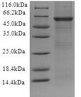 Recombinant Human Toll-like receptor 10 (TLR10), partial Protein - BioCrest Sci