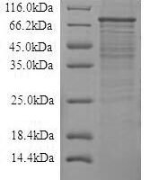 Recombinant Rat Toll-like receptor 4 (Tlr4), partial Protein - BioCrest Sci
