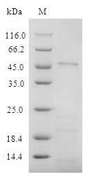 Recombinant Human T-cell surface glycoprotein CD4 (CD4), partial Protein, Homo sapiens(Human), in vitro E.coli expression system, N-terminal 6xHis-tagged, 45.3kDa, purity >90% as determined by SDS-PAGE.