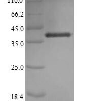 (Tris-Glycine gel) Discontinuous SDS-PAGE (reduced) with 5% enrichment gel and 15% separation gel.